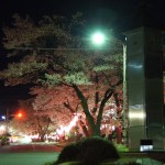 夜街の桜