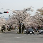 THE桜