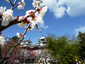 松山城と花